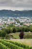 Trierer Weinkulturpfad